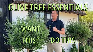 Olive Tree Care Made Easy: Pruning, Rescue & Maintenance Guide