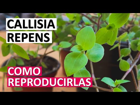 Vídeo: Callisia: Descripció De La Callisia Rastrera, De Fulles Petites I Elegant, De Cura I Reproducció A Casa