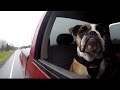 Do dog harnesses keep your pet safe in a car crash? (CBC Marketplace) Do dog harnesses keep your pet safe in a car crash? (CBC Marketplace)