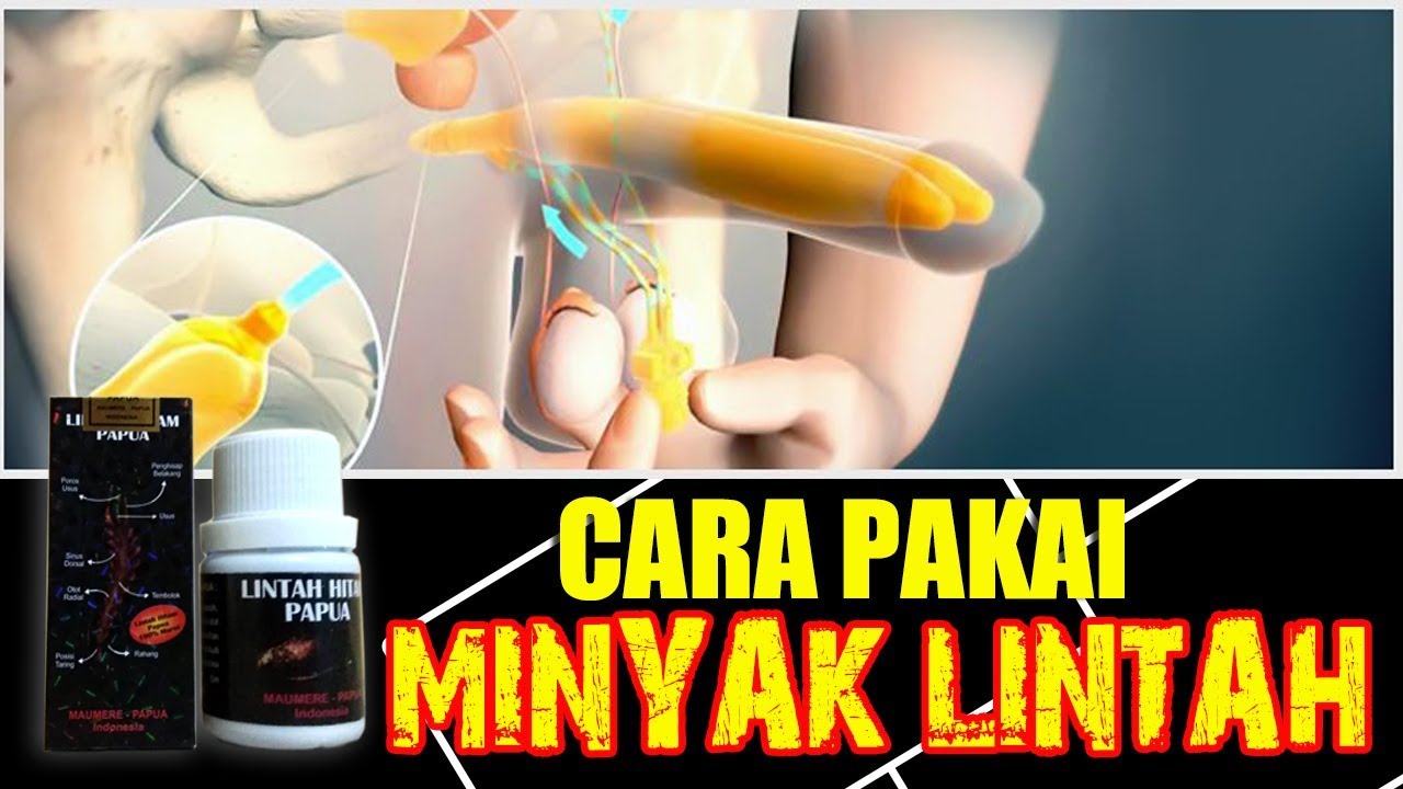 Cara Pakai Minyak Lintah Papua Yang Benar Youtube