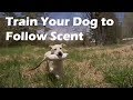 Teach Your Dog to Follow a Scent Trail