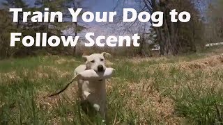 Teach Your Dog to Follow a Scent Trail