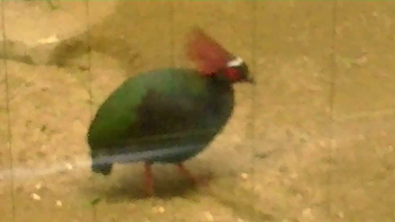 A Beautiful Bird カンムリシャコ 綺麗な鳥 漂亮的鸟 Youtube