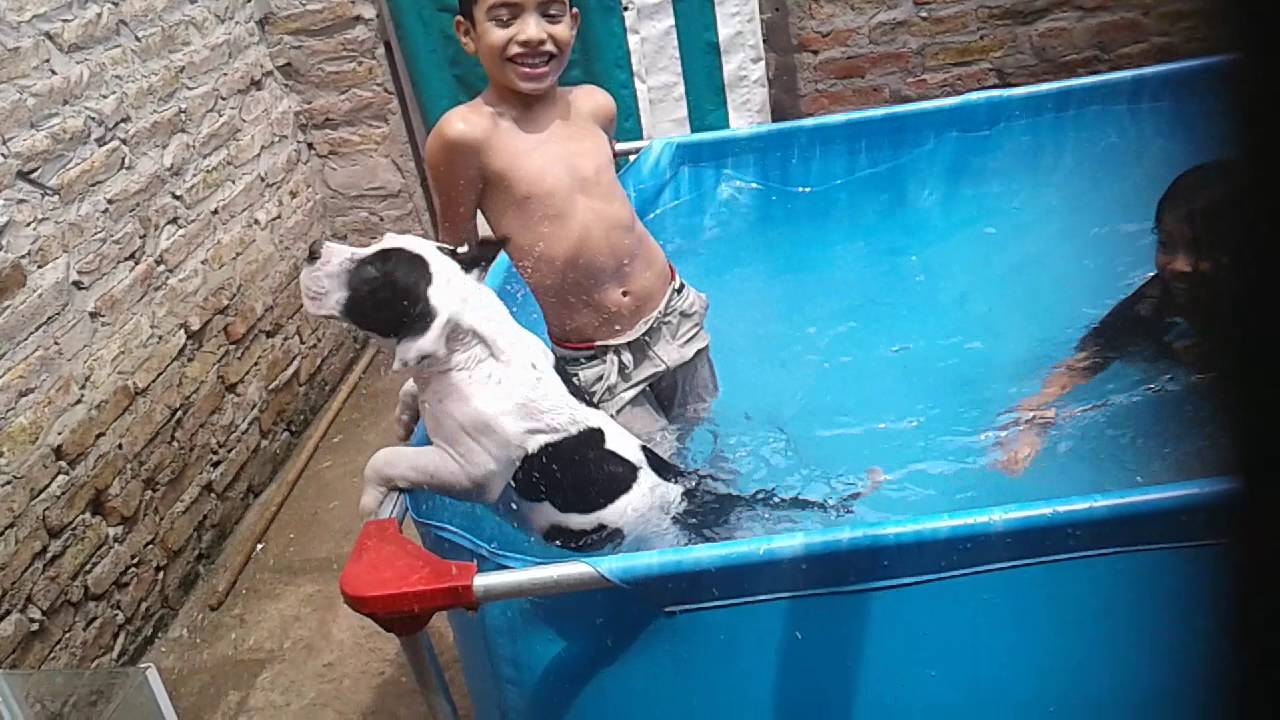 Probulliez Argentina toruk