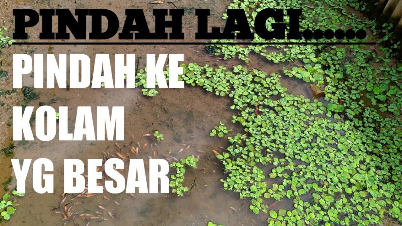 PROSES PEMINDAHAN KOI KE KOLAM YANG LEBIH BESAR - YouTube