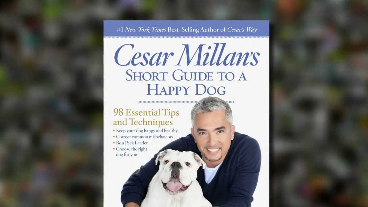 Cesar Millan's Tips For a Happy Dog! - YouTube