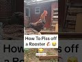 This Chicken Has Zero Chill 🐔#funnyvideos #chicken #funny#an #funny