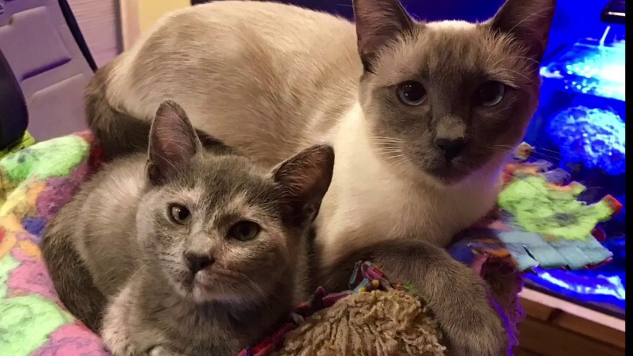 feline infectious peritonitis natural treatment BokuMo & Smokey impatient for dinner + Friends