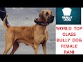 Biggest bully dog female rani  daughter of king lahori  bully dog pk