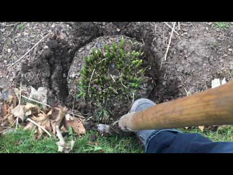 How to divide hostas