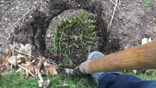 How to divide hostas