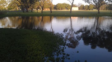 How to Solve "If It Takes 48 Days for Lily Pads to Cover a Lake..." Cognitive Reflection Test