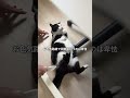 会社猫ふくの日常😸モザイクで何とかコンプラ違反にはならないことを祈ります🙏#株式会社日章 #会社猫 #コンプライアンス