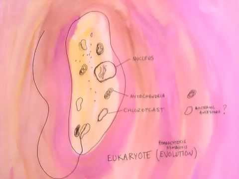 1C The evolution of eukaryotes - YouTube