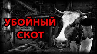 УБОЙНЫЙ СКОТ. Страшные истории на ночь. Страшилки на ночь