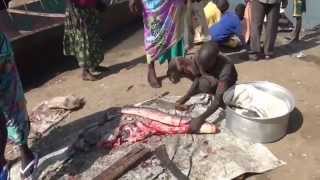 Fish landing and processing at Bor Harbour - South Sudan