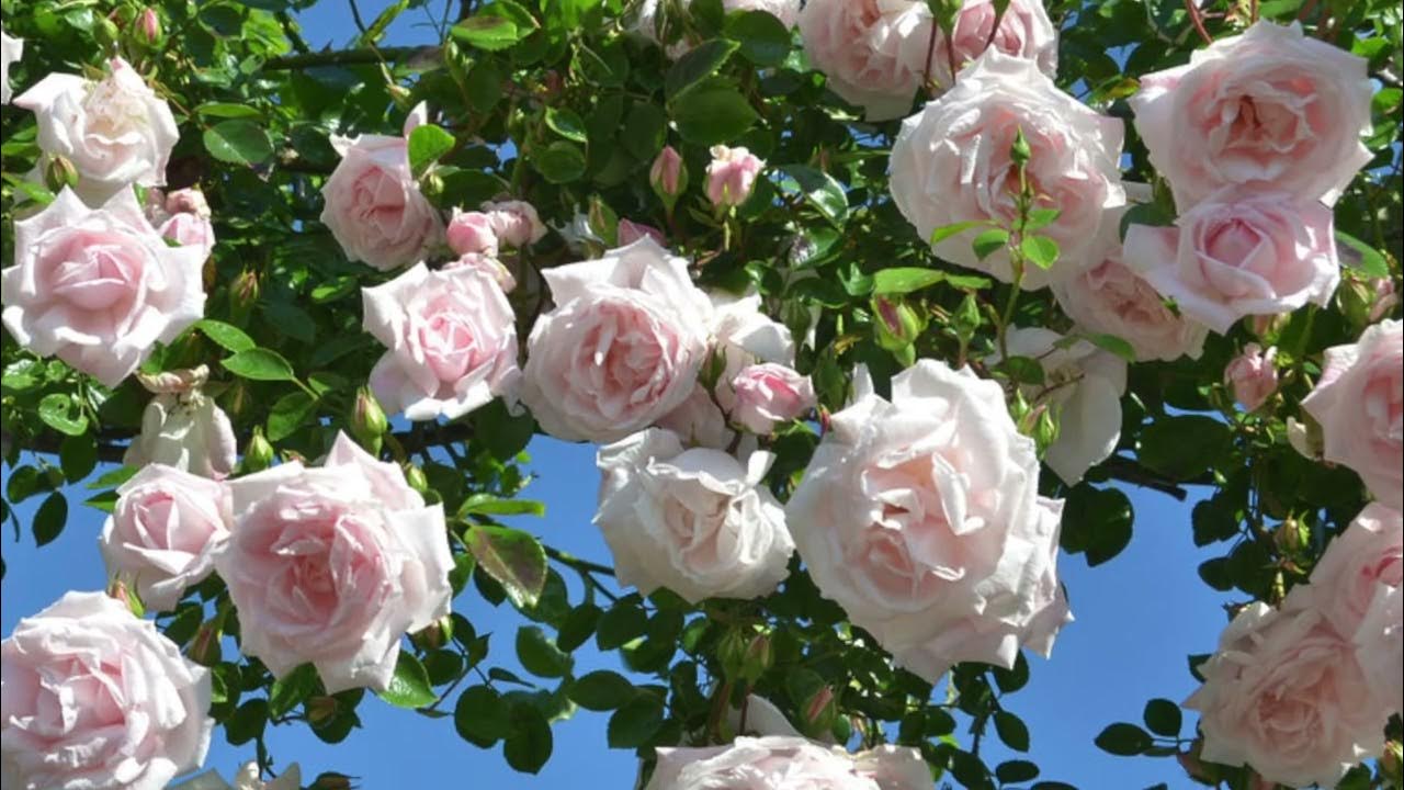 Most expensive rose in my collection; New dawn climbing rose unboxing 