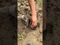 Planting Potatoes: The Unusual Hammer Method!