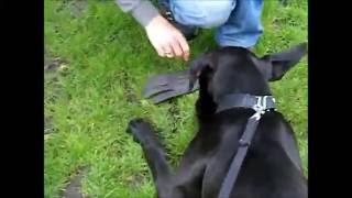 Reggie training article indication part 1