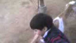micky dandole teta a los chivitos