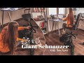 Life with Giant Schnauzer | Ep.2 | Work from home together