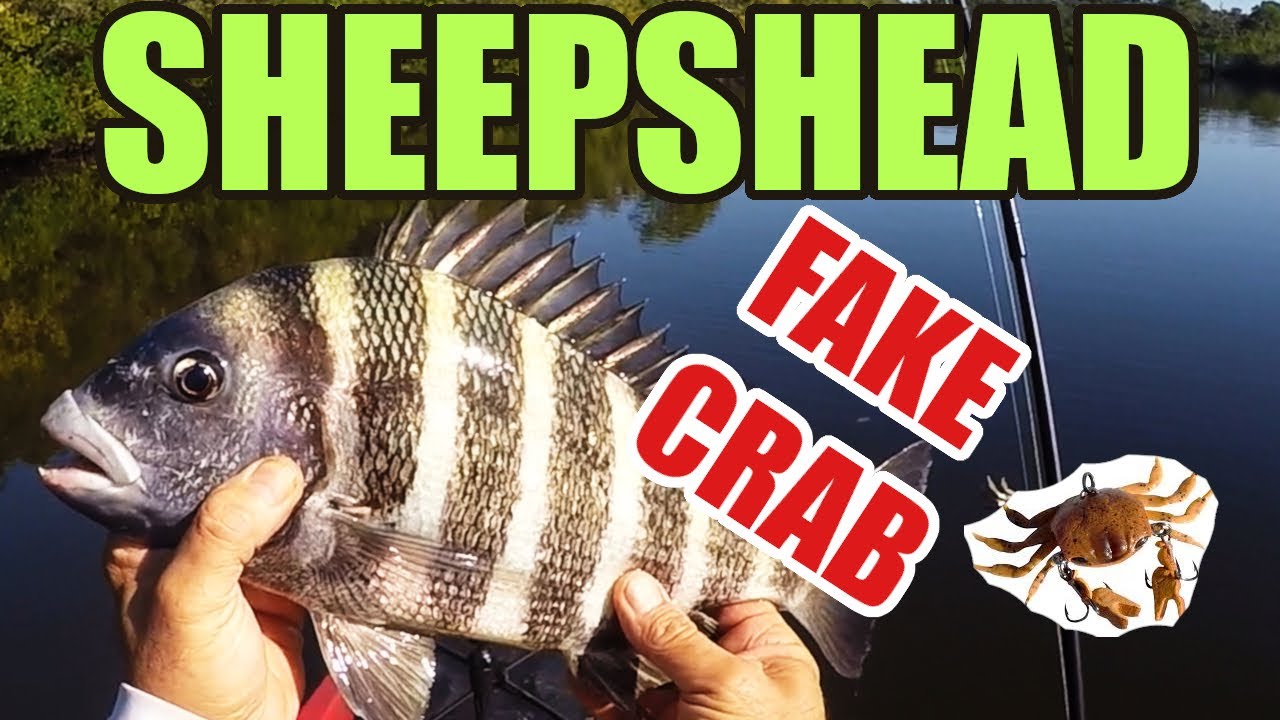 Camping, Sheepshead on Fake Crab Lure, Catch and Cook , Florida