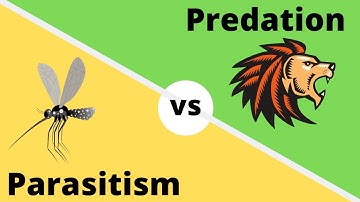 Difference between Predation and Parasitism