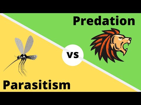 Video: Wat is predasie en parasitisme?