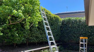 7 December 2020 - Hedge trimming with my Makita pole trimmer and my Gorilla tripod Ladder 🪜