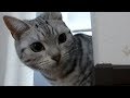他の子を可愛いがってると思いヤキモチ全開な猫 -Cat thinks Mom makes a pet of another cat
