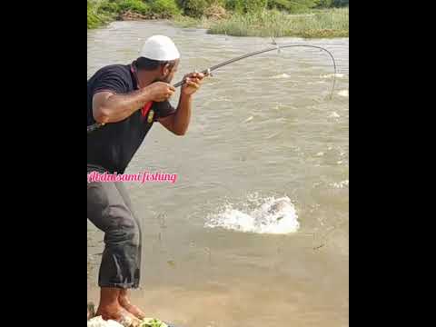 #Shorts|Amazing fishing Video abdulsami fishing big catfish fishing #Short#BigCatFish#VillageFishing