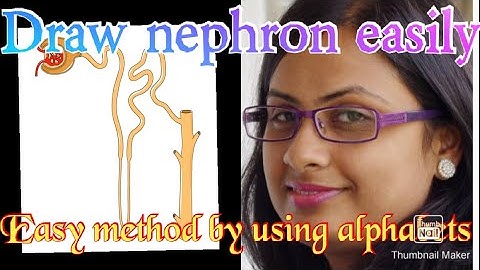 How to draw Nephron step by step for beginners !