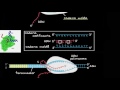 Transcripción y procesamiento del ARNm | Biología | Khan Academy en Español