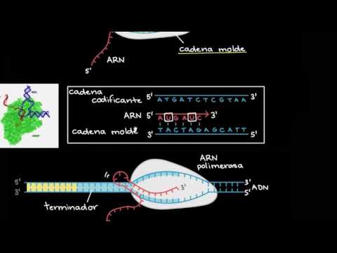 Video: ¿Dónde termina la transcripción?