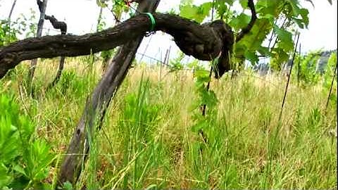 JAMESSUCKLING.COM - Tuscany - Testamatta: The Vineyard