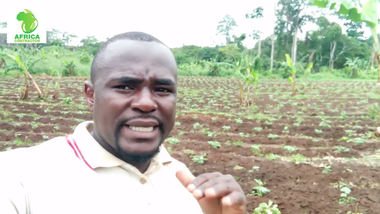 culture de la pastèque : ce qu il faut faire les premiers jours