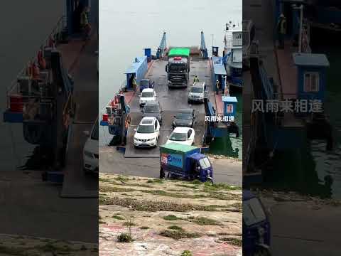 سائقو الشاحنات مملوءون بالخنازير الحية تنزل من القارب وتتجه إلى الشاطئ لعبور النهر