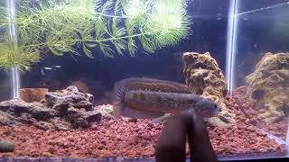 Channa Asitica Rsws Mental Barbar