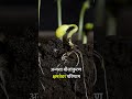 # Soybean #kharip #soil #elñiño #seeds treatment