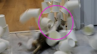 Funny Cat Paper Cup Challenge