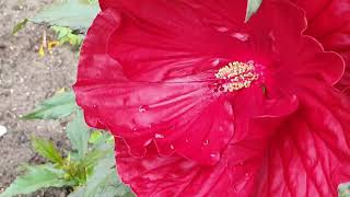 Download Lagu Jenis jenis bunga sepatu tahan winter   dan pemeliharaannya MP3