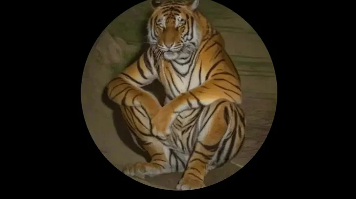 vS WITSEND #2 #homekoworld #knightonline