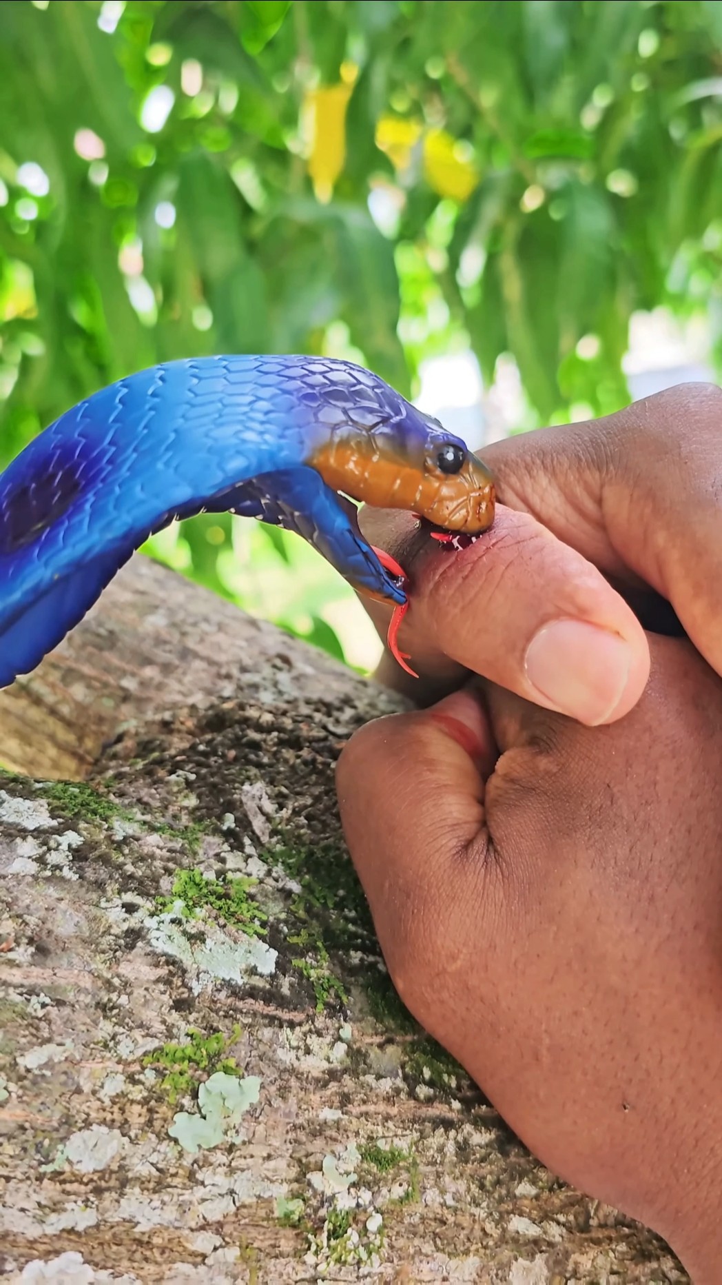 Attack da Naja Real ??☠️? #funny  #funnyvideo