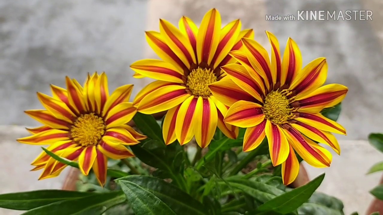 how to care for gazania flower//কিভাবে গাজানিয়া ফুলের যত্ন নেওয়া যায়