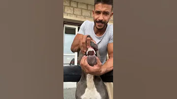 هل الكلب يعض صاحبه 