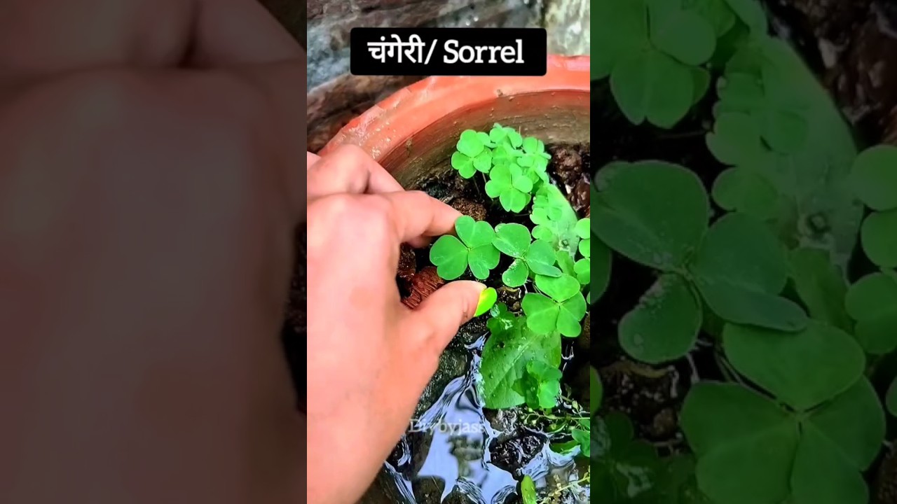 Changeri l sorrel l plant hacks l weed l ☘️ 