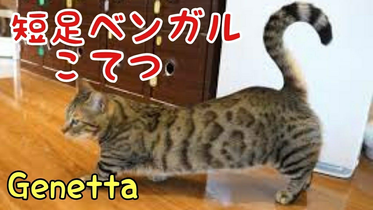 短足ベンガル ジェネッタのこてつ散歩 Rare Cat Genetta 猫カフェもふにゃん Youtube