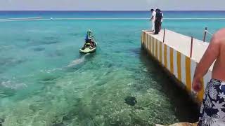 Cocodrilo en la playa de Cozumel