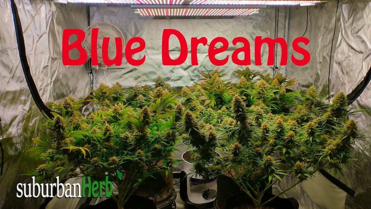 Урожай Blue Dream 3-в-1. Сорта Blue Dream и Grand Daddy Purple под сачком Viparspectra xs4000.