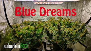 Blue Dream 3-in-1 harvest. Blue Dream and Grand Daddy Purple under the Viparspectra xs4000